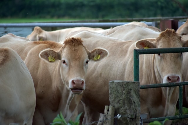 8d104797-55f5-4e09-8f00-1497850ae20d Livestock Farming